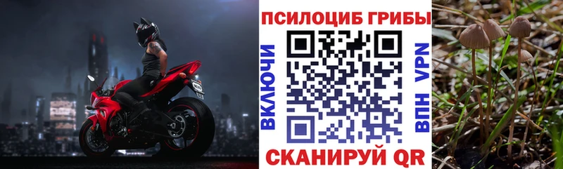 Псилоцибиновые грибы Psilocybe Пыталово